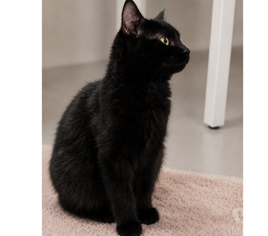 Don animaux Aude Carcassonne - Photos Vivastreet Mako adorable chat 6 mois cherche famille serieuse