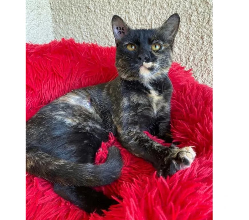 Don animaux Aude Carcassonne - Photos Vivastreet Bonnie chatte gentille et caline 1 an cherche adoptants