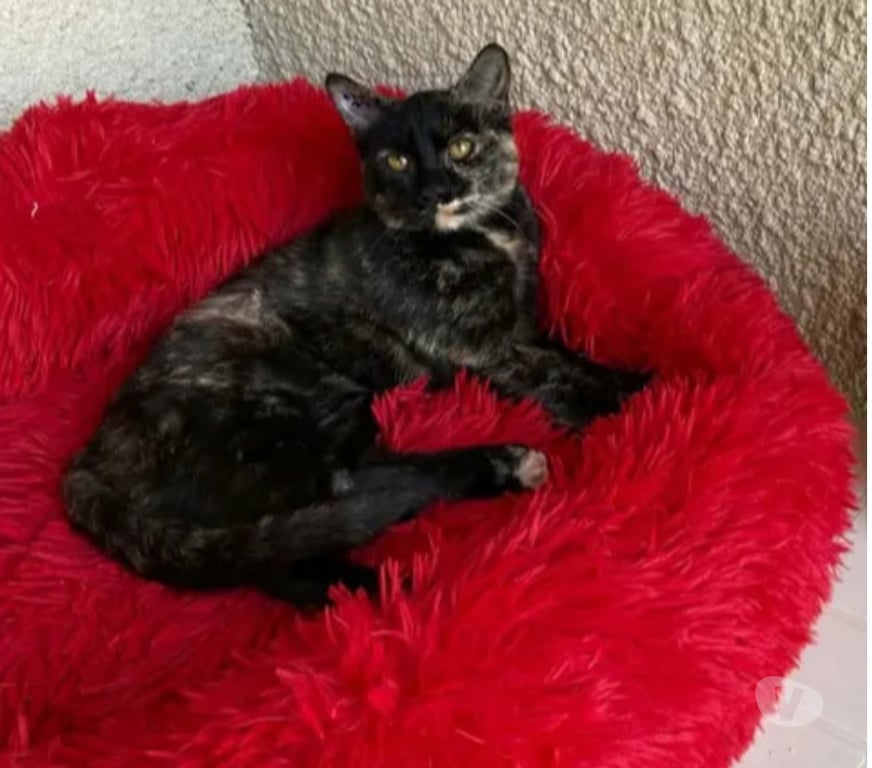 Don animaux Aude Carcassonne - Photos Vivastreet Bonnie chatte gentille et caline 1 an cherche adoptants