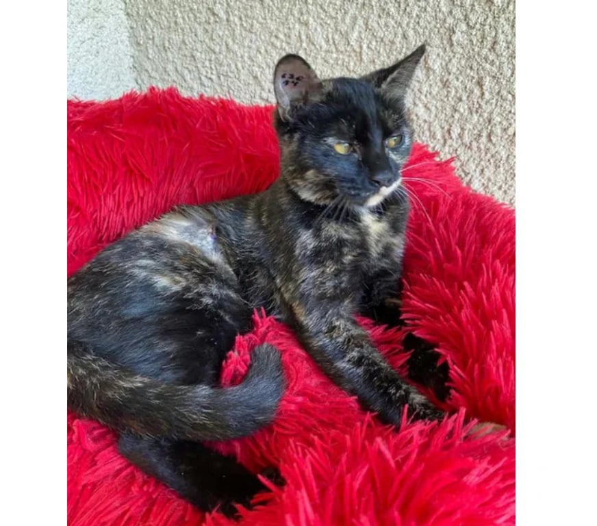 Don animaux Aude Carcassonne - Photos Vivastreet Bonnie chatte gentille et caline 1 an cherche adoptants