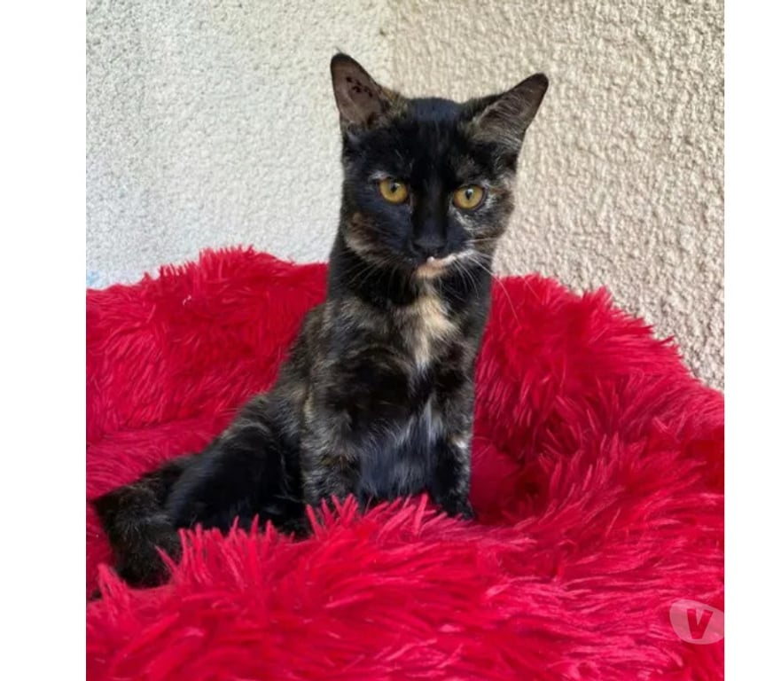 Don animaux Aude Carcassonne - Photos Vivastreet Bonnie chatte gentille et caline 1 an cherche adoptants