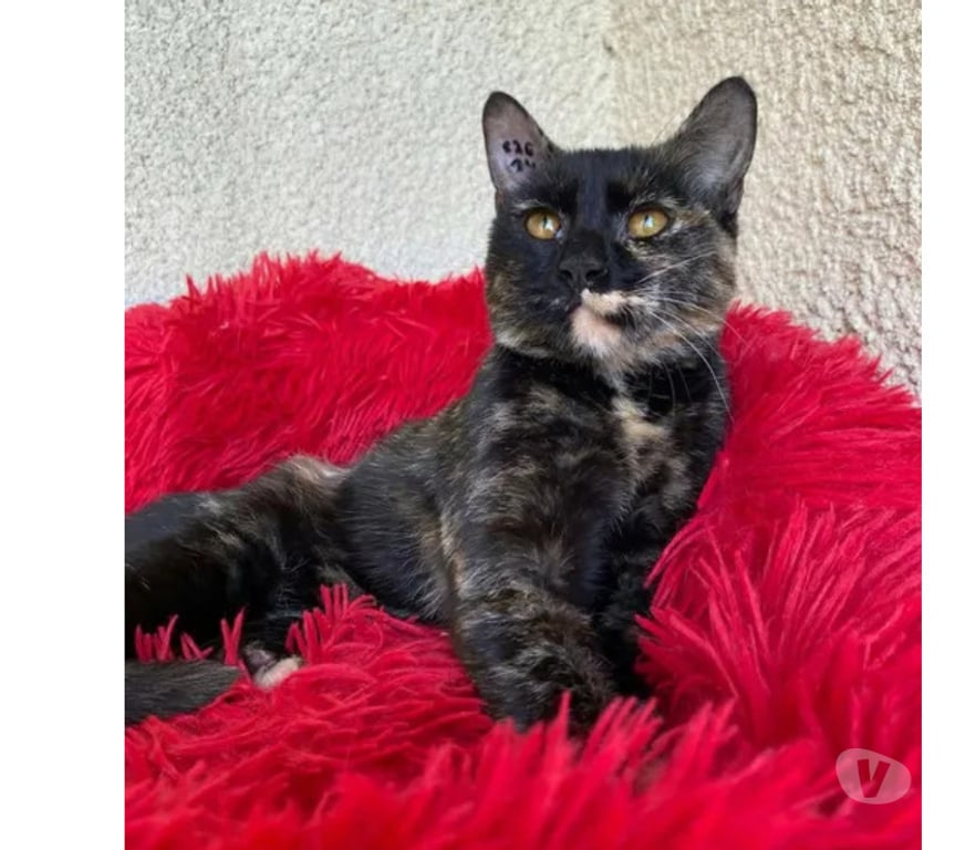 Don animaux Aude Carcassonne - Photos Vivastreet Bonnie chatte gentille et caline 1 an cherche adoptants