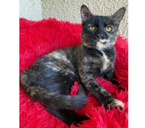Photos Vivastreet Bonnie chatte gentille et caline 1 an cherche adoptants