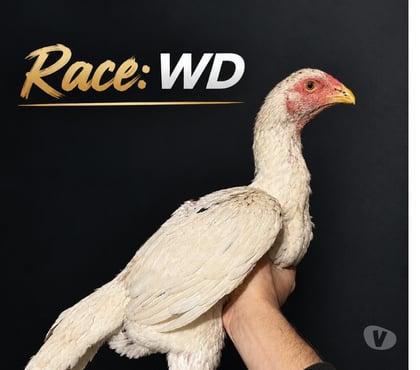 Vente animaux Laon Aisne - Photos Vivastreet Poule CBT très bonne souche