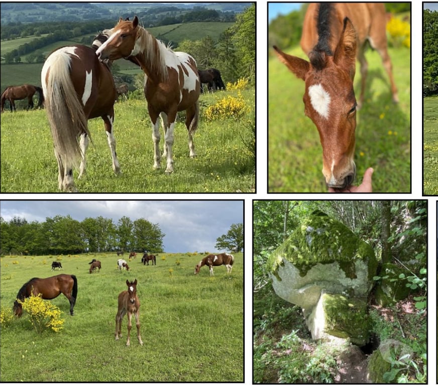 Vente Maison Creuse Brousse - 23700 - Photos Vivastreet Domaine de 32 hectares avec son troupeau de chevaux