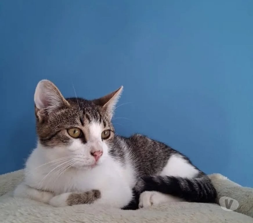 Vente Drôme Bourg de Peage - 26300 - Photos Vivastreet 🐾 HYPOCRATE CHERCHE SA FAMILLE POUR LA VIE ! 🐾