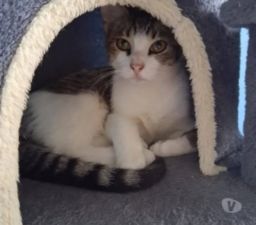 Vente Drôme Bourg de Peage - 26300 - Photos Vivastreet 🐾 HYPOCRATE CHERCHE SA FAMILLE POUR LA VIE ! 🐾