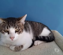 Photos Vivastreet 🐾 HYPOCRATE CHERCHE SA FAMILLE POUR LA VIE ! 🐾