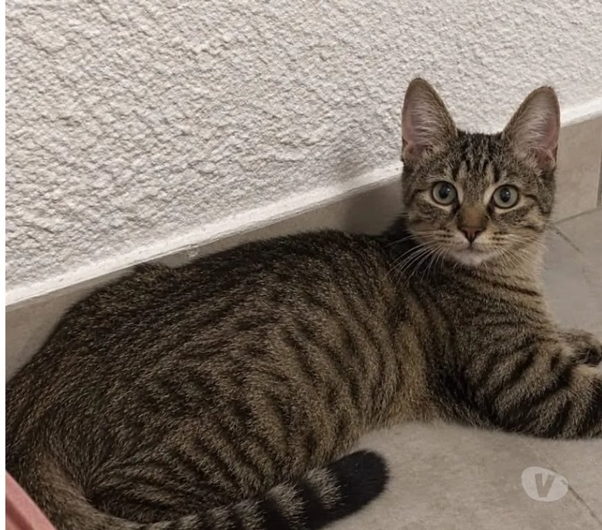 Vente Ardèche Tournon sur Rhone - 07300 - Photos Vivastreet MISO, chaton 3mois, cherche sa famille pour la vie !