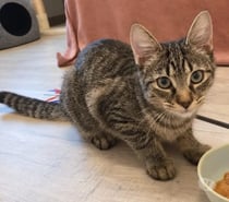 Photos Vivastreet MISO, chaton 3mois, cherche sa famille pour la vie !