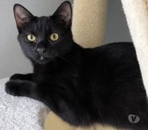 Photos Vivastreet NAMI, chatonne 3 mois, cherche sa famille pour la vie !
