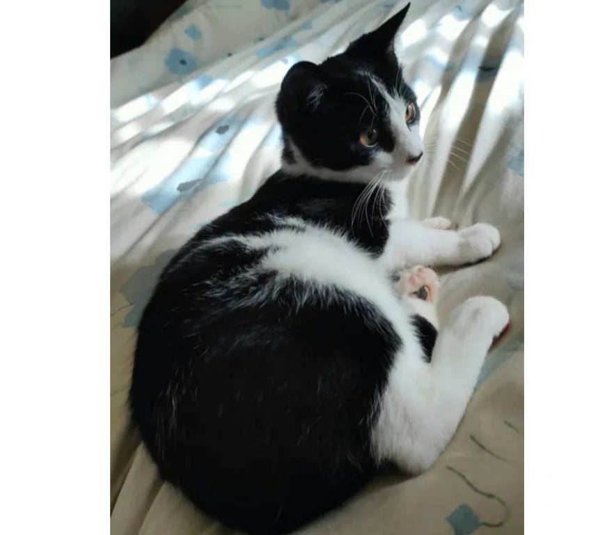 Don animaux Aude Carcassonne - Photos Vivastreet Willy chat 7 mois gentil et calin cherche famille