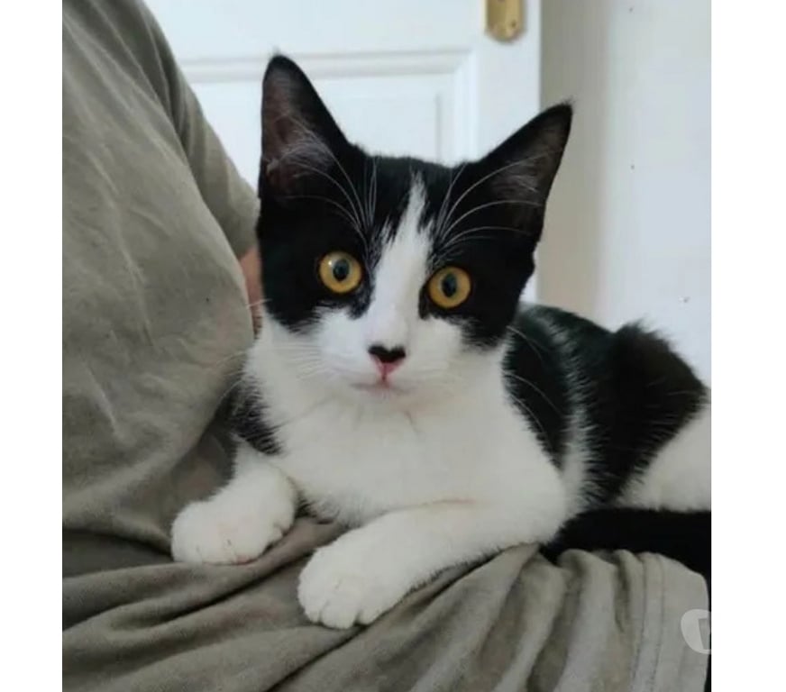 Don animaux Aude Carcassonne - Photos Vivastreet Willy chat 7 mois gentil et calin cherche famille