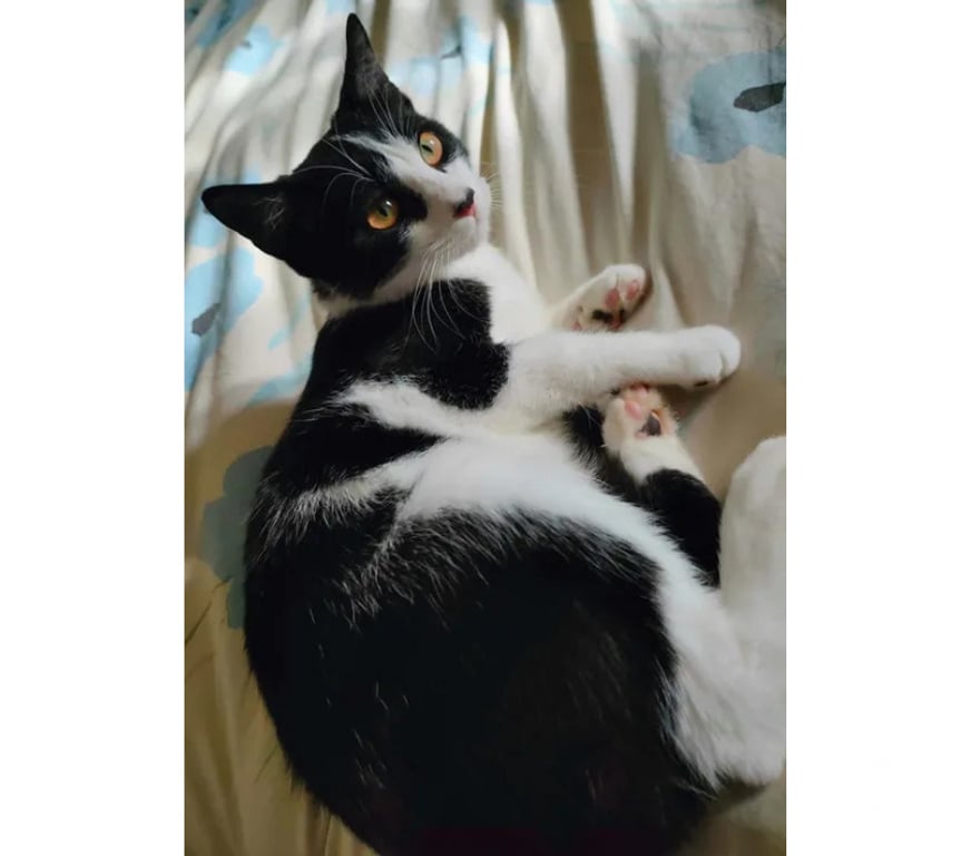 Don animaux Aude Carcassonne - Photos Vivastreet Willy chat 7 mois gentil et calin cherche famille