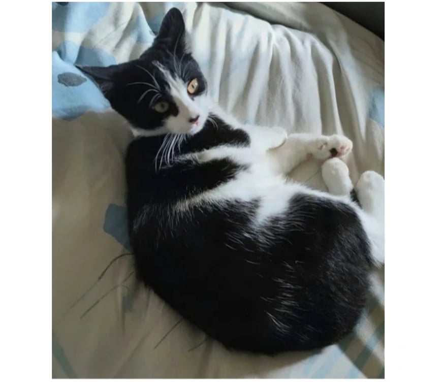 Don animaux Aude Carcassonne - Photos Vivastreet Willy chat 7 mois gentil et calin cherche famille