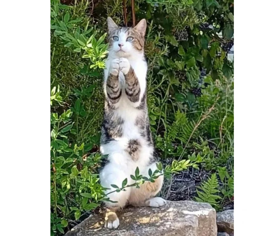 Don animaux Aude Carcassonne - Photos Vivastreet Peroni gentil chat 2 ans calin cherche adoptants serieux