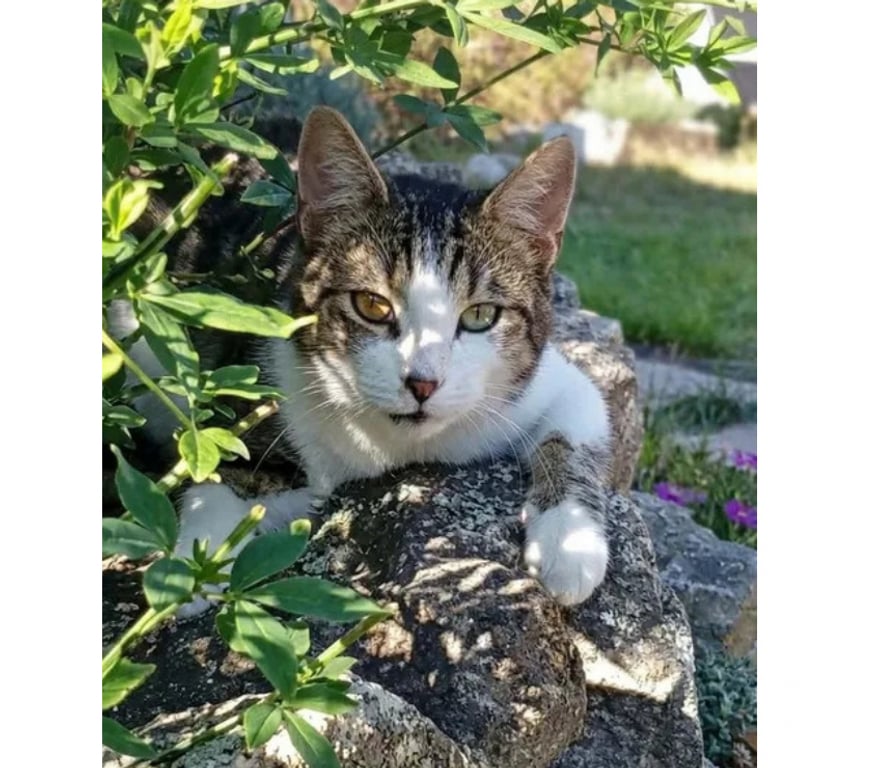 Don animaux Aude Carcassonne - Photos Vivastreet Peroni gentil chat 2 ans calin cherche adoptants serieux