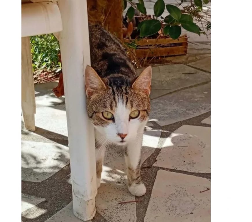 Don animaux Aude Carcassonne - Photos Vivastreet Peroni gentil chat 2 ans calin cherche adoptants serieux