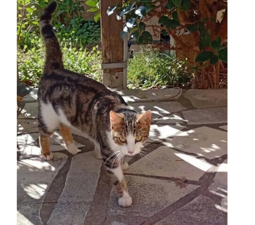 Don animaux Aude Carcassonne - Photos Vivastreet Peroni gentil chat 2 ans calin cherche adoptants serieux