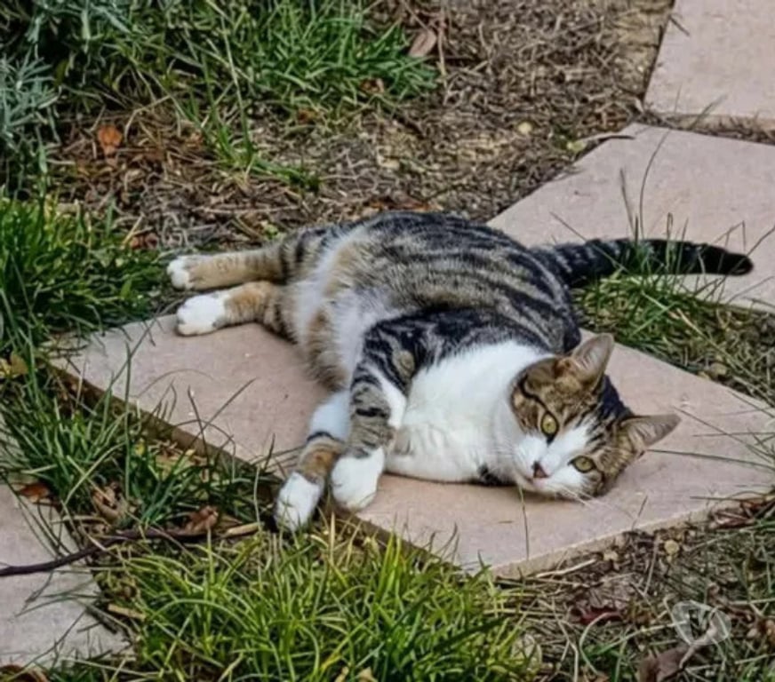 Don animaux Aude Carcassonne - Photos Vivastreet Peroni gentil chat 2 ans calin cherche adoptants serieux