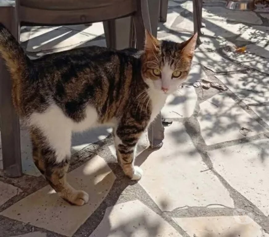 Don animaux Aude Carcassonne - Photos Vivastreet Peroni gentil chat 2 ans calin cherche adoptants serieux