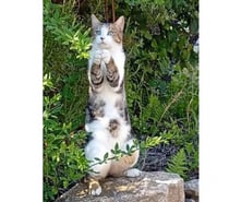 Photos Vivastreet Peroni gentil chat 2 ans calin cherche adoptants serieux