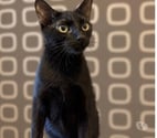 Romans sur Isere - Drôme — CHOCO,1 an et demi, cherche sa famille pour la vie !