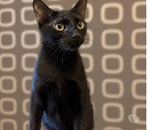 Photos Vivastreet CHOCO,1 an et demi, cherche sa famille pour la vie !