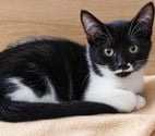 Romans sur Isere - Drôme — FLIP, chaton 3 mois, cherche sa famille pour la vie !