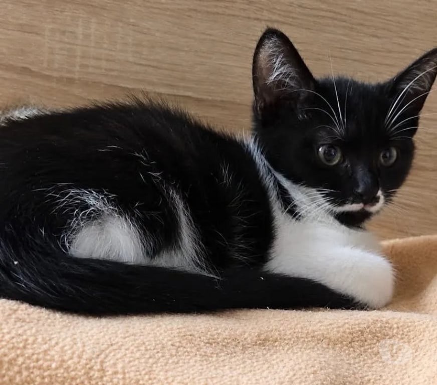 Vente Drôme Romans sur Isere - 26100 - Photos Vivastreet FLIP, chaton 3 mois, cherche sa famille pour la vie !