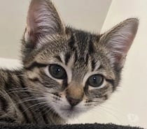 Photos Vivastreet GOMETTE, chatonne 2 mois, cherche sa famille !