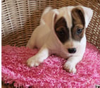 Viels Maisons - Aisne — Chiots jack russel