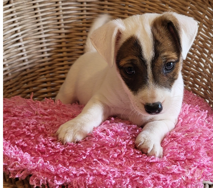 Vente animaux Viels Maisons Aisne - Photos Vivastreet Chiots jack russel