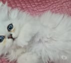 Fontenay sous Bois - Val-de-Marne — Chatons persans blancs chinchilla et silver