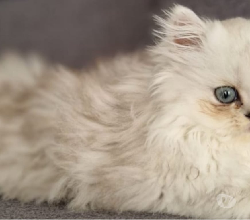 Vente Val-de-Marne Fontenay sous Bois - 94120 - Photos Vivastreet Chatons persans blancs chinchilla et silver
