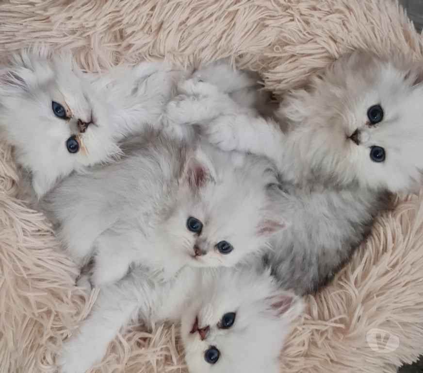 Vente Val-de-Marne Fontenay sous Bois - 94120 - Photos Vivastreet Chatons persans blancs chinchilla et silver