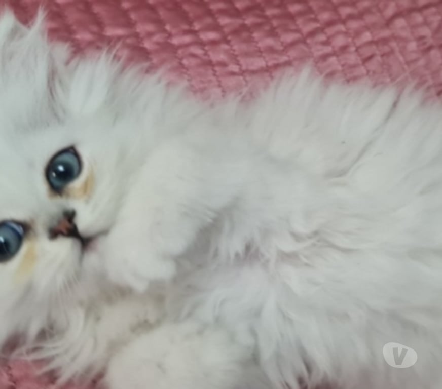 Vente Val-de-Marne Fontenay sous Bois - 94120 - Photos Vivastreet Chatons persans blancs chinchilla et silver