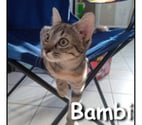 Lyon - Lyon — BAMBI, minette adorable et très câline