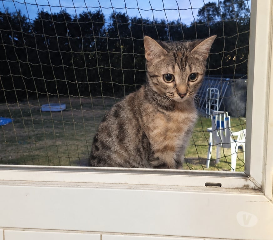 Don animaux Rhône Lyon - Photos Vivastreet BAMBI, minette adorable et très câline