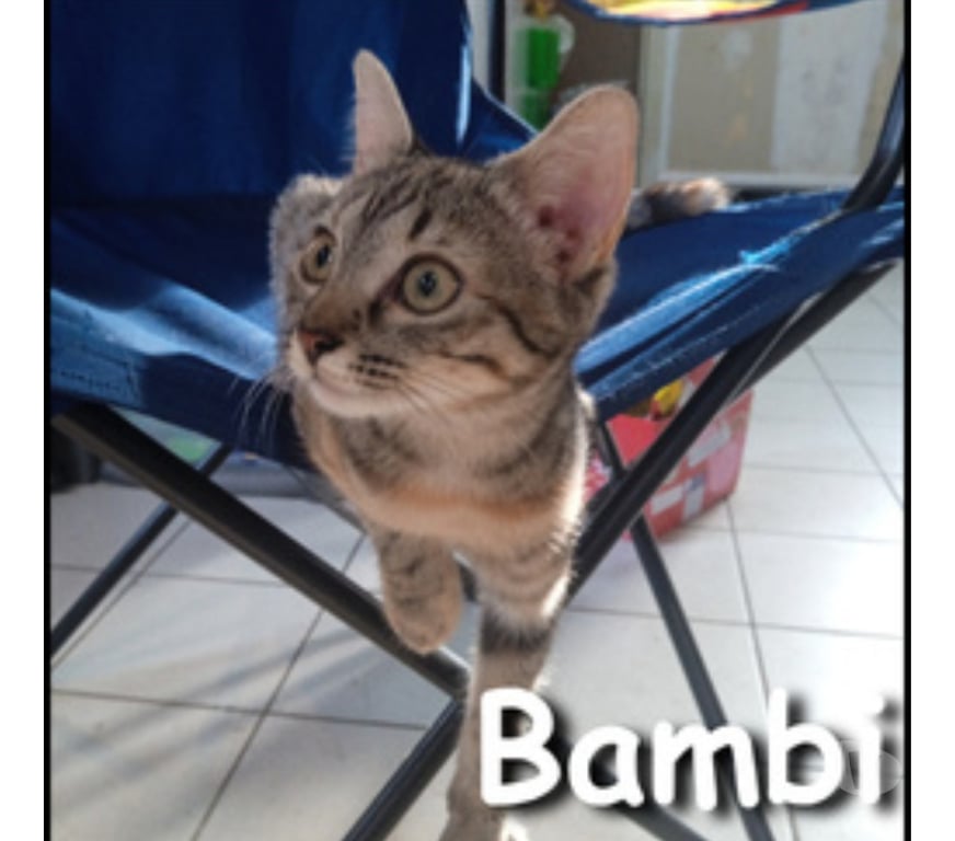 Don animaux Rhône Lyon - Photos Vivastreet BAMBI, minette adorable et très câline