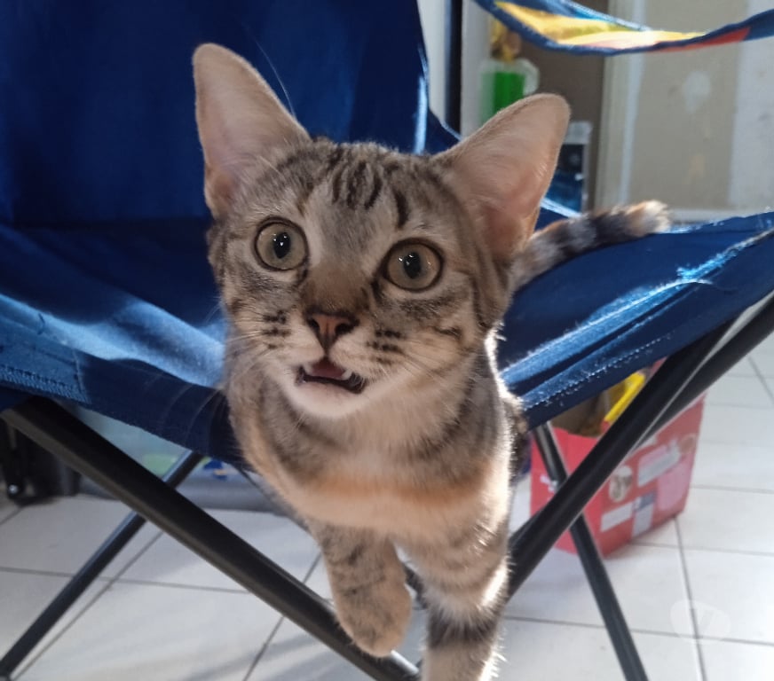Don animaux Rhône Lyon - Photos Vivastreet BAMBI, minette adorable et très câline