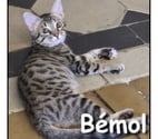 Lyon - Lyon — BEMOL, chaton joueur et curieux