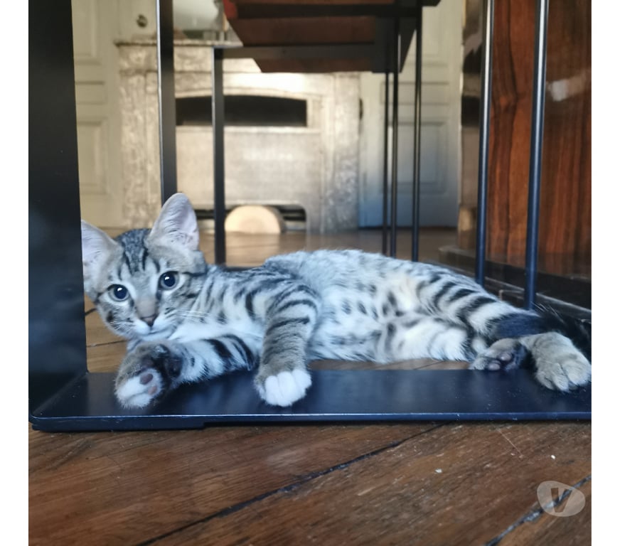 Don animaux Rhône Lyon - Photos Vivastreet BEMOL, chaton joueur et curieux
