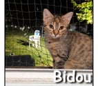 Lyon - Lyon — BIBOU, chatonne attachante et curieuse