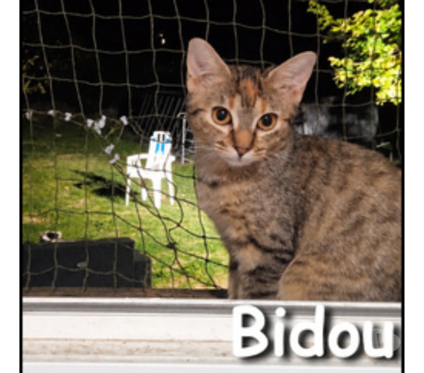 Don animaux Rhône Lyon - Photos Vivastreet BIBOU, chatonne attachante et curieuse