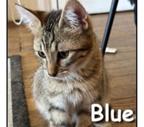 Photos Vivastreet BLUE, chaton câlin