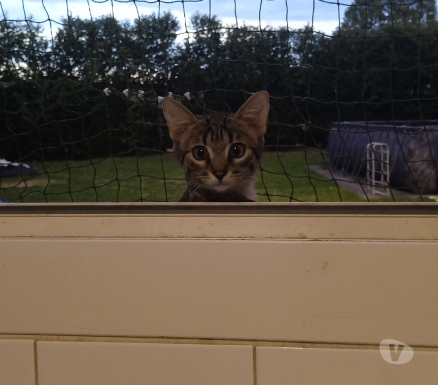 Don animaux Rhône Lyon - Photos Vivastreet BOUBA, chaton doux, joueur et très câlin