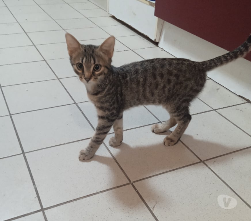 Don animaux Rhône Lyon - Photos Vivastreet BOUBA, chaton doux, joueur et très câlin