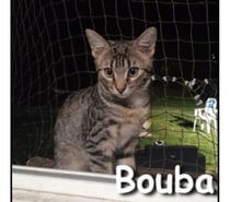 Photos Vivastreet BOUBA, chaton doux, joueur et très câlin