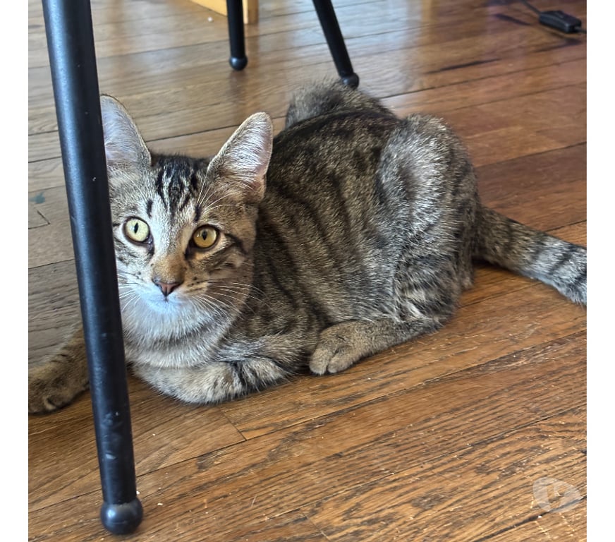 Don animaux Rhône Lyon - Photos Vivastreet BUNNY, chaton curieux et gourmand